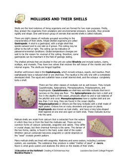 Mollusks and Their Shells