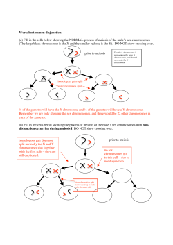 nondisjunction wsht KEY