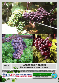 No. 2 MARKET BRIEF: GRAPES