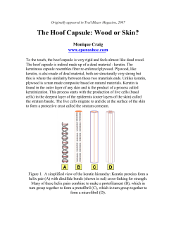 Hoof - Wood or Skin