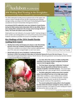 2016 Wading Bird Nesting in the Everglades