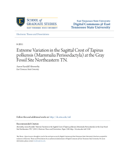 Extreme Variation in the Sagittal Crest of Tapirus polkensis