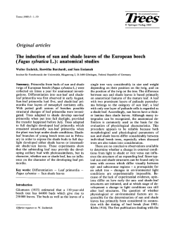 The induction of sun and shade leaves of the European beech