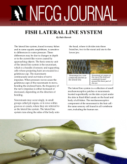 fish lateral line system