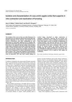 Isolation and characterization of a sea urchin zygote cortex that