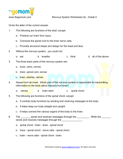 Nervous System Worksheet