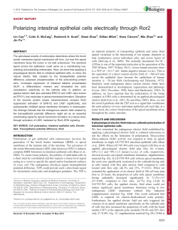 Polarizing intestinal epithelial cells electrically through Ror2