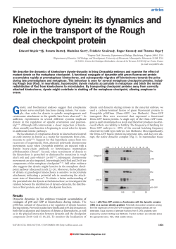 Kinetochore dynein: its dynamics and role in the transport of the