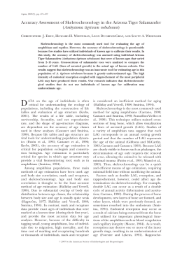 Ambystoma tigrinum nebulosum