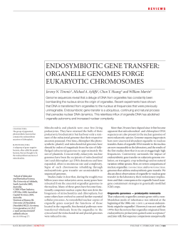 endosymbiotic gene transfer: organelle genomes forge