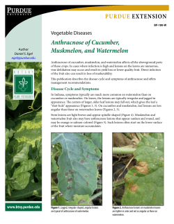 Anthracnose of Cucumber, Muskmelon, and Watermelon