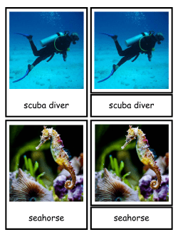 scuba diver scuba diver seahorse seahorse