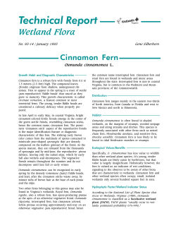 Cinnamon Fern - Virginia Institute of Marine Science