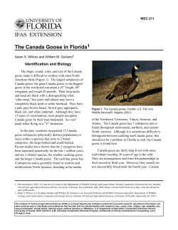 The Canada Goose in Florida - Wildlife Ecology and Conservation