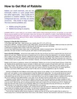 How to Get Rid of Rabbits