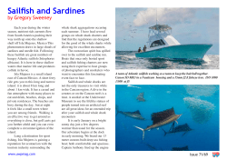 Sailfish and Sardines