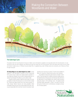 Making the Connection Between Woodlands and Water