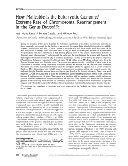 How Malleable is the Eukaryotic Genome? Extreme Rate of