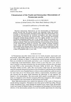 357 Ultrastructure of the Nuclei and Intranuclear