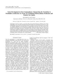 Early Development in Fern Gametophytes: Interpreting the
