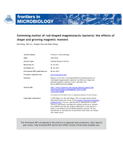 Swimming motion of rod-shaped magnetotactic bacteria