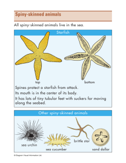 Spiny-skinned animals