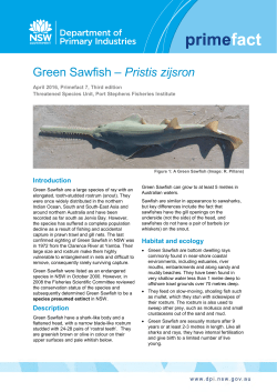Green Sawfish &ndash; Pristis zijsron