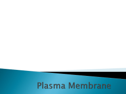 Plasma (Cell) Membrane