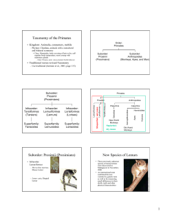 Taxonomy of the Primates
