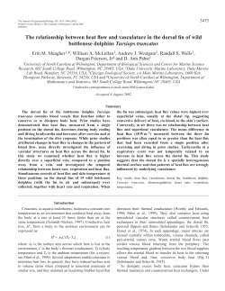 Heat flow across the dolphin dorsal fin