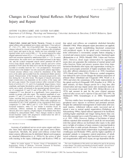 Changes in Crossed Spinal Reflexes After Peripheral Nerve Injury