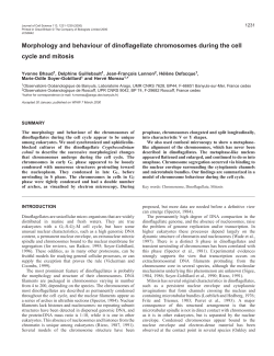 Dinoflagellate chromosomes - Journal of Cell Science