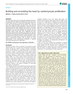 Building and re-building the heart by cardiomyocyte
