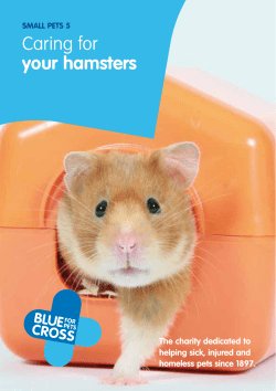 Caring for your hamsters