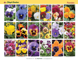 Pansies - Skagit Gardens