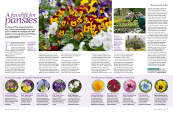 A facelift for pansies