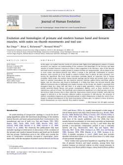 Evolution and homologies of primate and modern human hand and