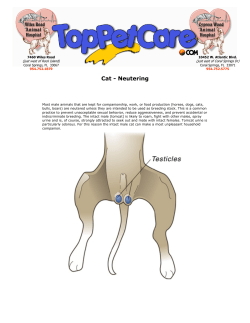 Cat - Neutering - Top Pet Care .com Pet Care Veterinarians in Coral