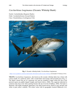 Carcharhinus longimanus (Oceanic Whitetip