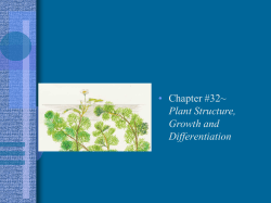 Plant Structure, Chapter 32