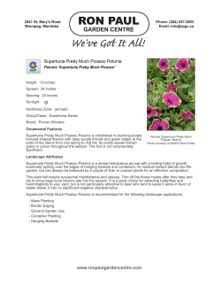 Supertunia Pretty Much Picasso Petunia