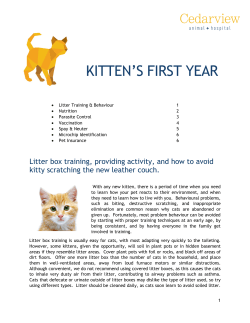 Kitten Care - Cedarview Animal Hospital
