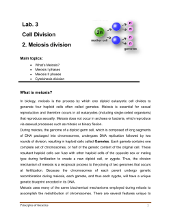 Lab. 3 Cell Division 2. Meiosis division