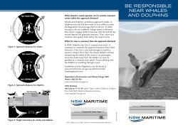 Be responsible near whales and dolphins