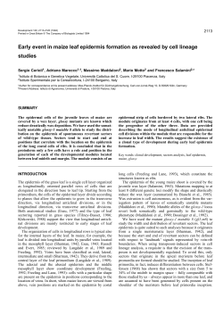 Early event in maize leaf epidermis formation as revealed by cell