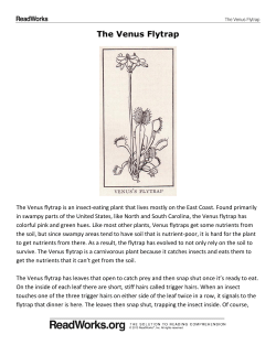 The Venus Flytrap
