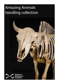 Amazing Animals handling collection