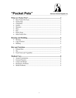 Pocket Pets - Clermont Animal Hospital, Inc.