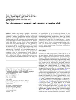 Sex chromosomes, synapsis, and cohesins: a complex affair