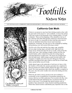 oak moth - City of Palo Alto